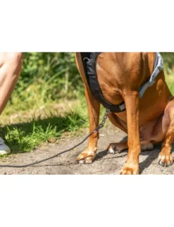 TRIXIE Premium Active Geschirr schwarz XS-S