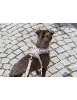 TRIXIE Premium FlexMesh Geschirr blush XS-S