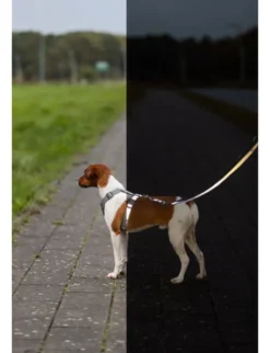 TRIXIE Premium Reflect Hundegeschirr graphit XS-S