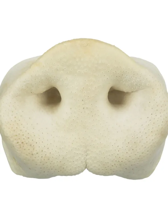TRIXIE Schweinenase getrocknet 44g