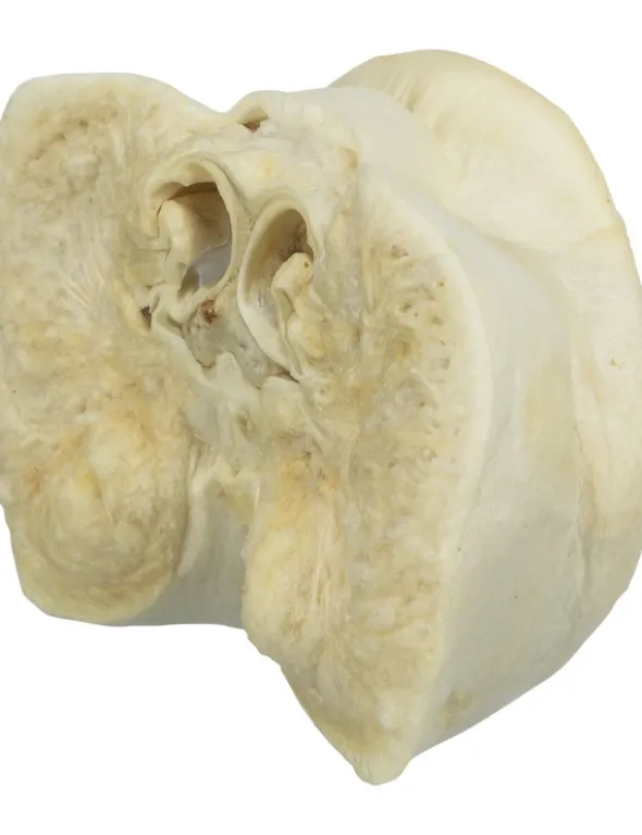 TRIXIE Schweinenase getrocknet 44g