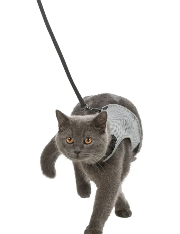 TRIXIE Softgeschirr Katze mit Leine diverse 1,2 m