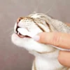 TRIXIE Zahnpflege-Set für Katzen weiß