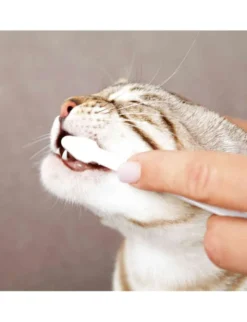 TRIXIE Zahnpflege-Set für Katzen weiß