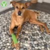 Vetlando Anti-Lick-Bandage M